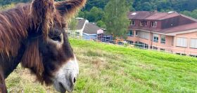 TIERGESTÜTZTE PÄDAGOGIK an der Schule